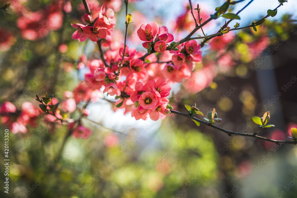 Springtime flowers japanese quince or chaenomeles japonica soft focus Springtime flowers japanese quince or chaenomeles japonica soft focus