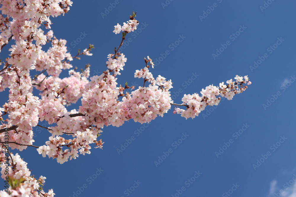 Cherry tree in spring blossom with blue sky in background Cherry tree in spring blossom with blue sky in background