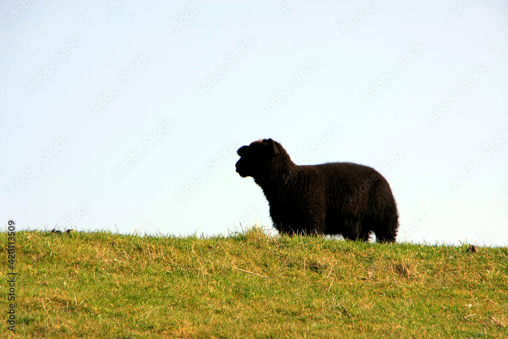 Fototapeta premium Ein schwarzes Schaf auf dem Deich in Dunsum. Schleswig-Holstein, Deutschland, Europa - A black sheep on the dike at Dunsum. Schleswig-Holstein, Germany, Europe