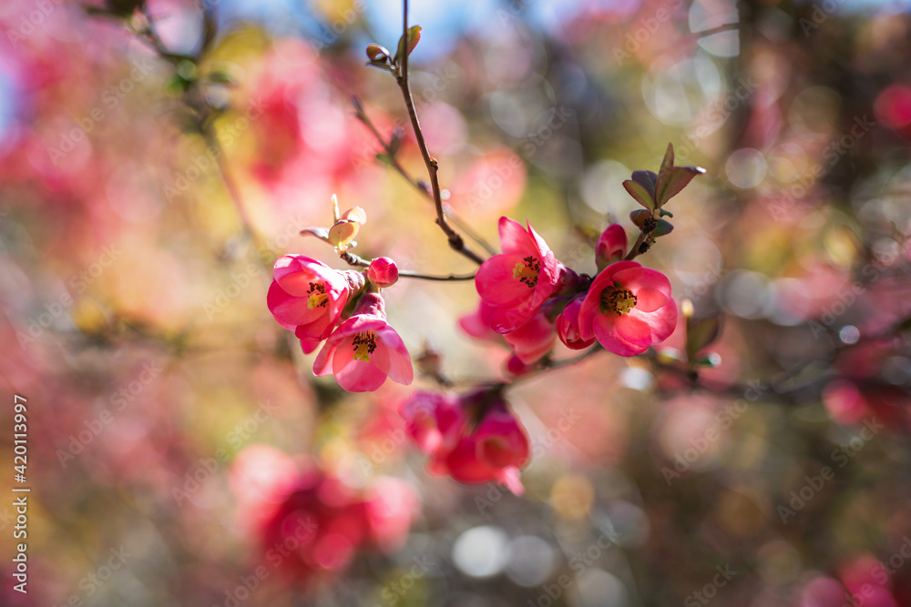 Springtime flowers japanese quince or chaenomeles japonica soft focus