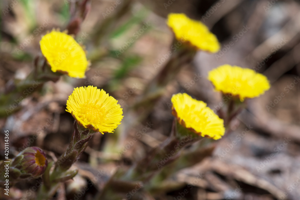 Yellow coltsfoot (Tussilago farfara) flowers in spring. Yellow coltsfoot (Tussilago farfara) flowers in spring.