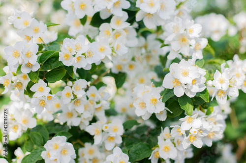 Blooming jasmine background. White jasmine flowers.