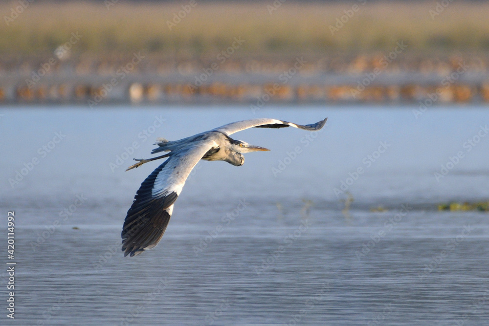 Grey Heron Bird Is Flying Over The Wetland