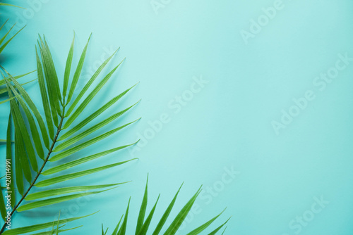 close up top view on coconut tropical leaves on teal and cyan ole background with copy space for ads banner design in summer season concept	