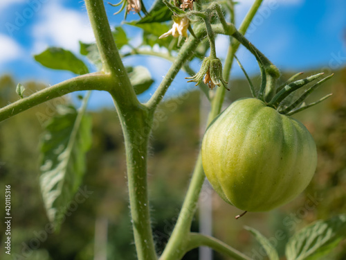 A large green tomato and a smaller one behind (Solanum lycopersicum) begin to ripen among the branches of tomato plants in a rural garden photo