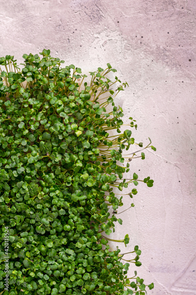 Close up image background with fresh microgreens Close up image background with fresh microgreens