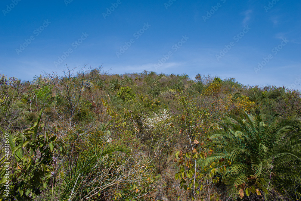 island mountain full of different variety of trees on sunny day island mountain full of different variety of trees on sunny day