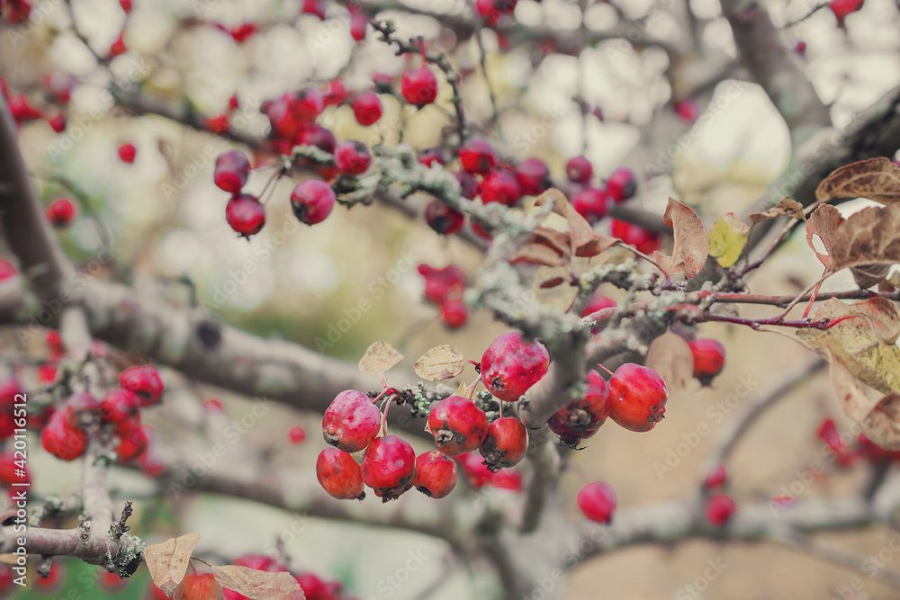 macro photography of red berries on a bush. Natural background. Flowers background. Beautiful neutral colors macro photography of red berries on a bush. Natural background. Flowers background. Beautiful neutral colors