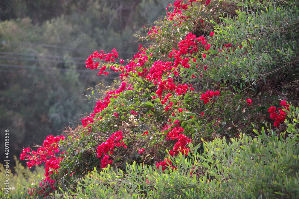 Deep red bougainvillea growing on a hillside over a woodland valley in coastal California Deep red bougainvillea growing on a hillside over a woodland valley in coastal California