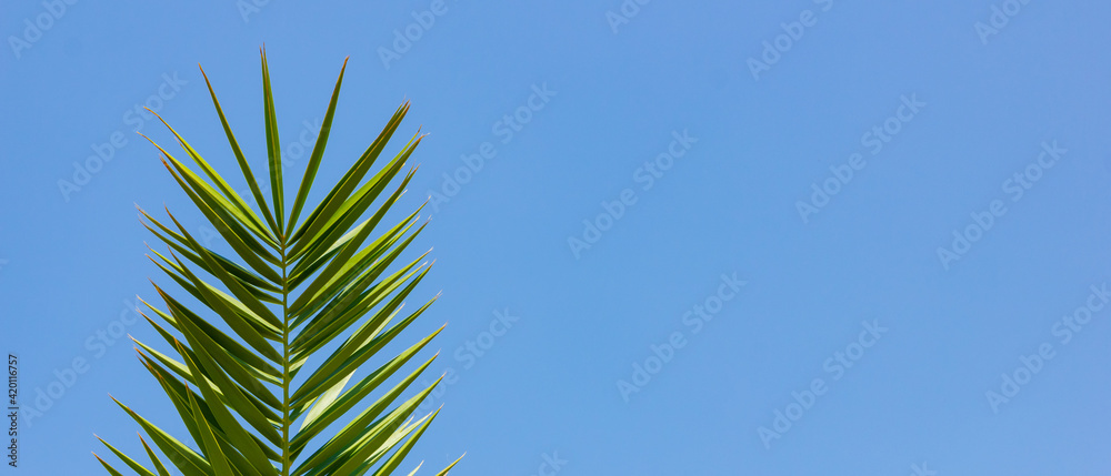 Palm branch against blue sky. Green palm branches in sun light on a tropical coast. Traveling background concept. Copy space Palm branch against blue sky. Green palm branches in sun light on a tropical coast. Traveling background concept. Copy space