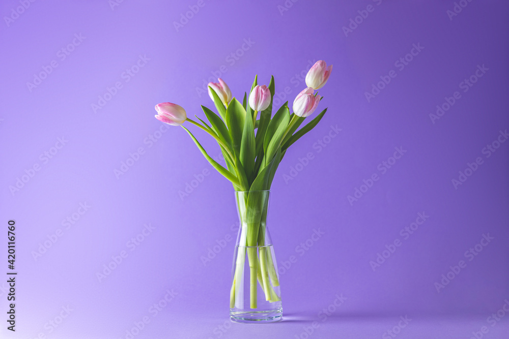 Bright pink white colorful tulips flowers blooming. Holiday bouquet on violet background