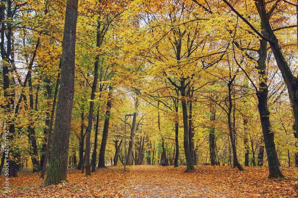 autumn park with yellow trees and yellow grass in ingolstadt city bavaria germany