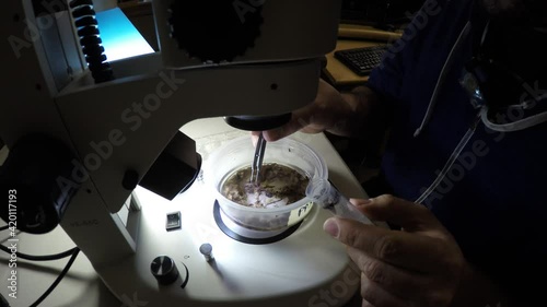 Biologist examining insect samples at night
