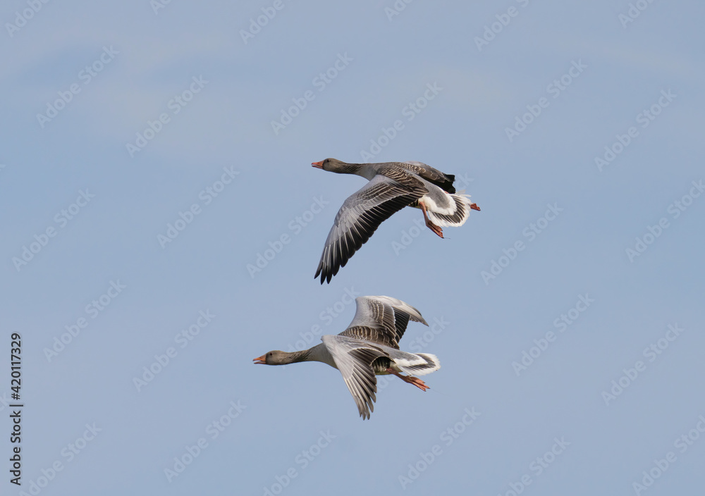Obraz premium The greylag goose or graylag goose (Anser anser).