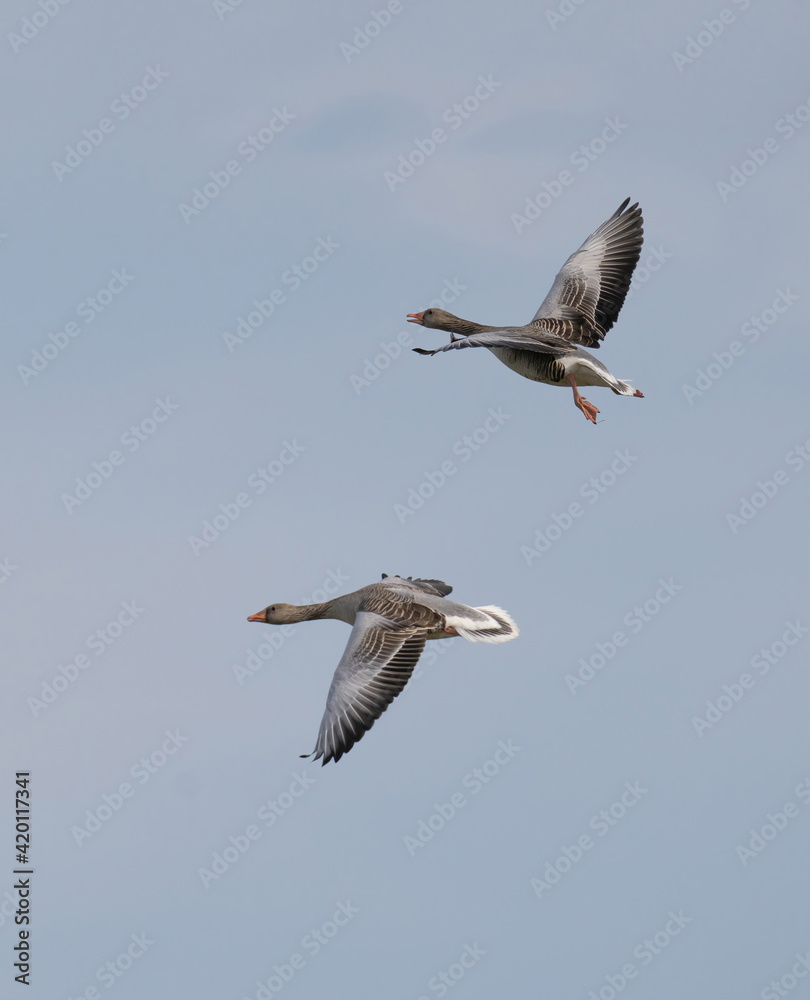 Obraz premium The greylag goose or graylag goose (Anser anser).