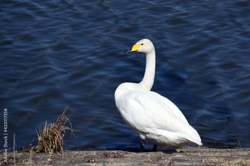Fototapeta premium 北帰行に備えて、ゆっくり休んでいるオオハクチョウ。日向ぼっこ。日本。千葉県。2021年3月。
