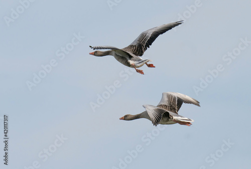 he greylag goose or graylag goose (Anser anser).