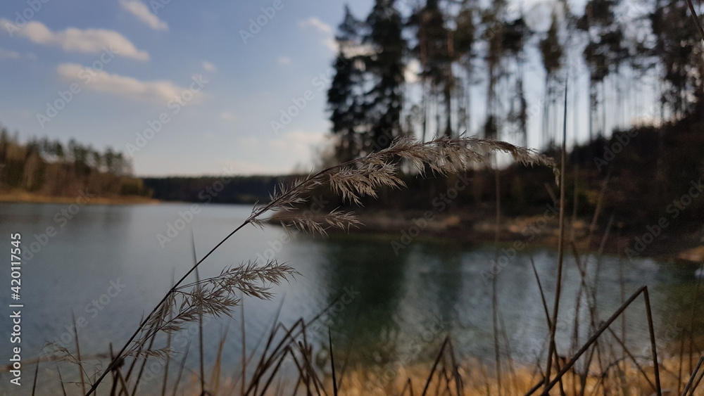 Reeds by the reflection of trees in the lake