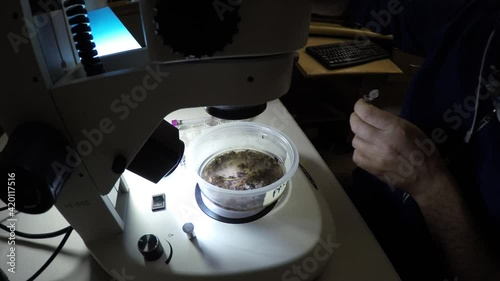 Biologist examining insect samples at night