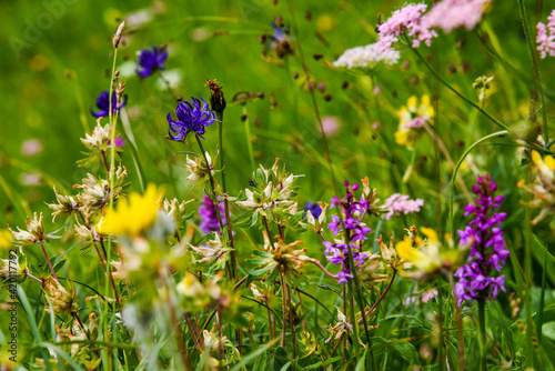 Various flowers and blossoms on a meadow.