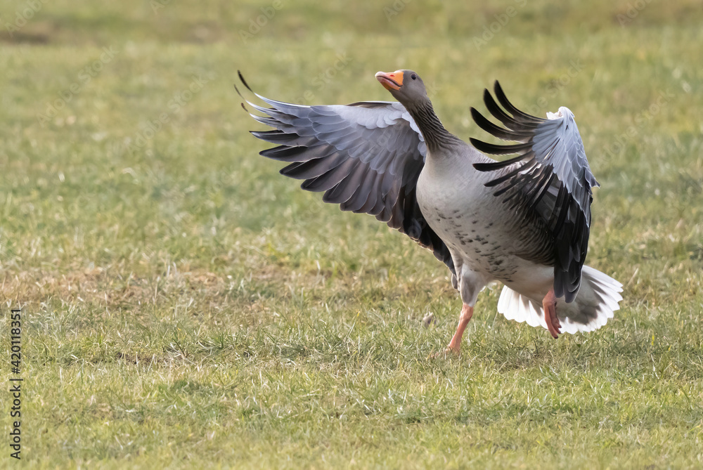 greylag goose or graylag goose (Anser anser). greylag goose or graylag goose (Anser anser).