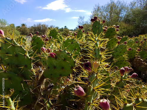 Bright closeup of cacti in spain