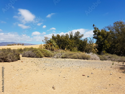 Sandy dunes with bushes, Tumbleweeds and palm trees below a blue sky