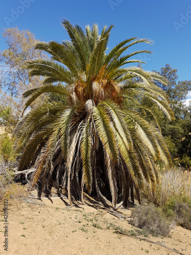 Huge old palm tree in the desert