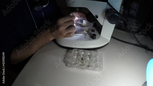 Biologist examining insect samples at night