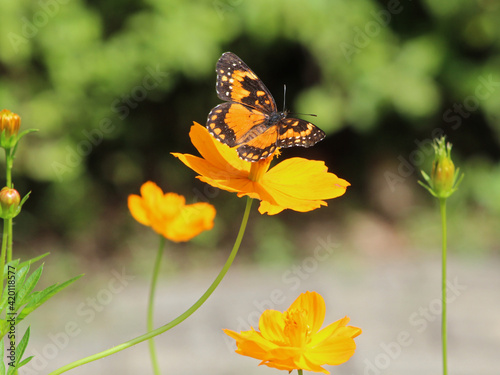 Chlosyne lacinia orange butterfly in garden. © Eliane