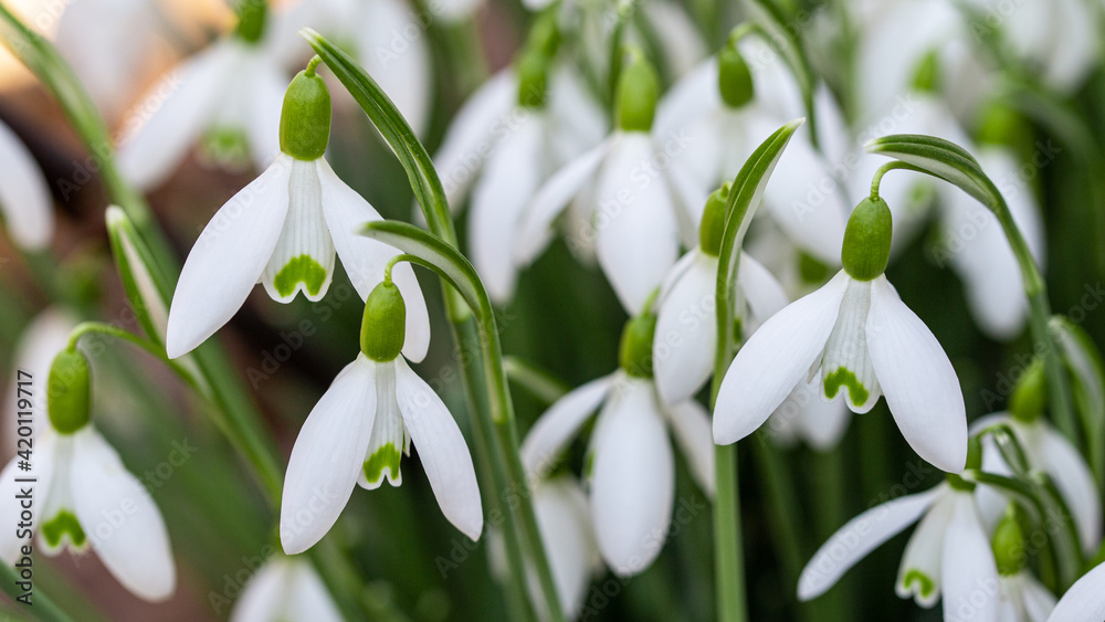 close up of snowdrop flowers under sunlight - spring time flowers	