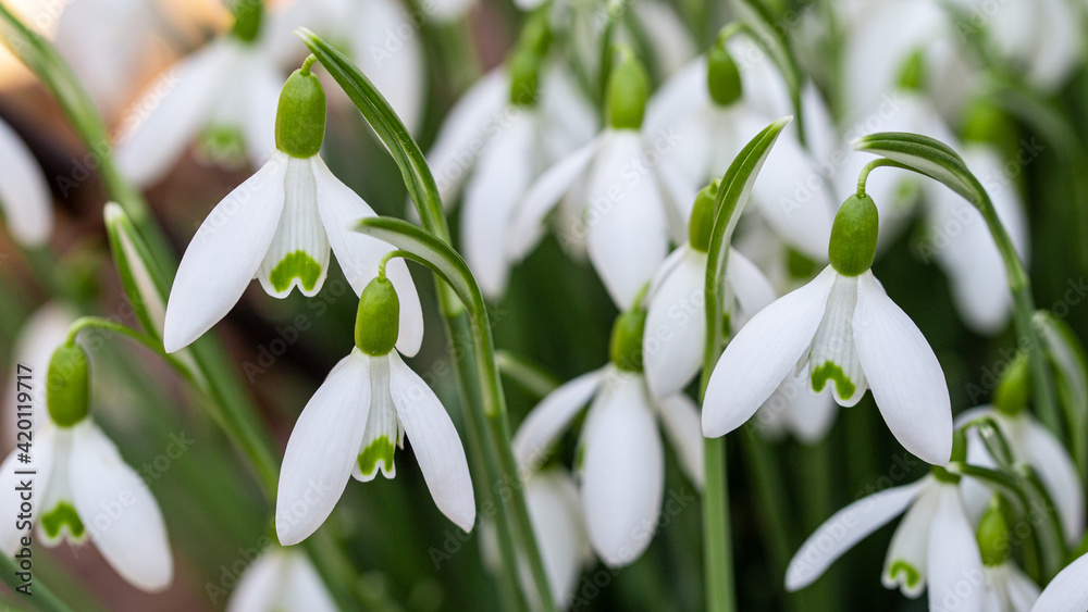 close up of snowdrop flowers under sunlight - spring time flowers close up of snowdrop flowers under sunlight - spring time flowers
