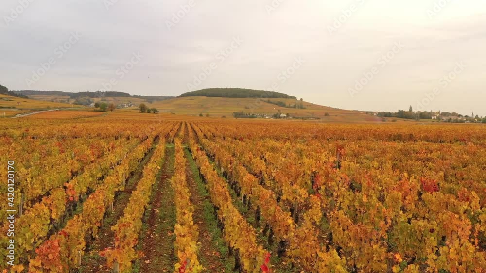 Vignoble de Bourgogne en automne