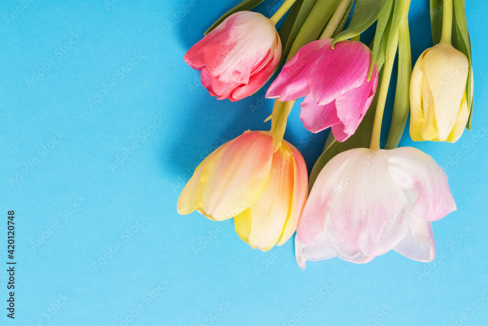 pink  and yellow tulips on blue paper background