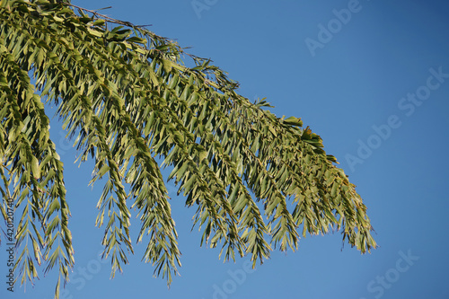 Close-up view of the leaf of a giant fishtail palm under blue sky