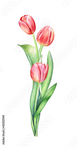 Watercolor illustration of a bouquet with three red tulips