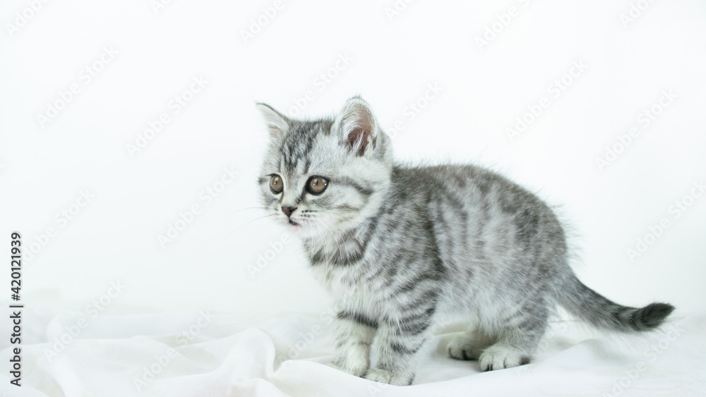 Little cute Scottish Straight kitten standing on white silk fabric  against white background with copy space.