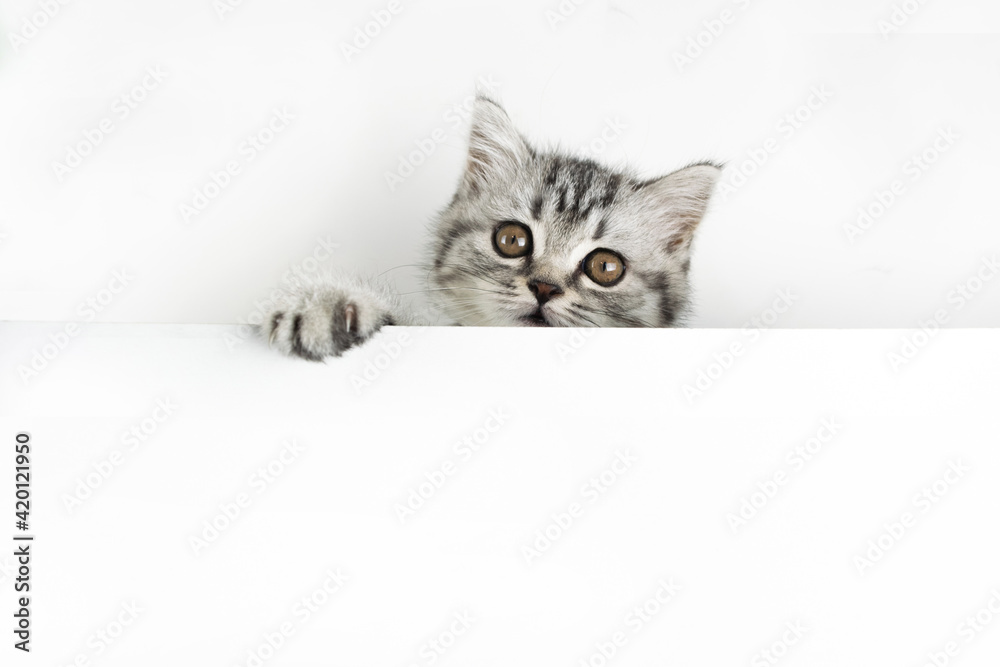 Face and paw of little Scottish Straight kitten peeks out curiously from behind a white background with copy space. Baby cat looking into the camera Face and paw of little Scottish Straight kitten peeks out curiously from behind a white background with copy space. Baby cat looking into the camera