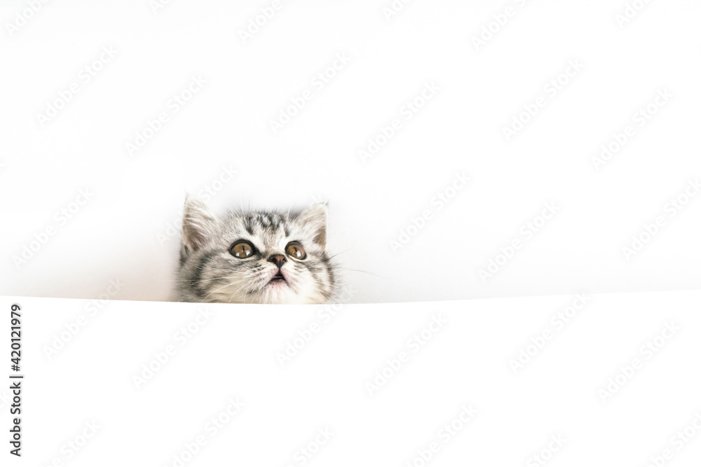 Face of little Scottish Straight kitten peeks out curiously from behind a white background with copy space. Portrait of baby cat looking up. Face of little Scottish Straight kitten peeks out curiously from behind a white background with copy space. Portrait of baby cat looking up.
