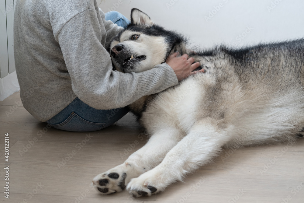 Woman pet beautiful alaskan malamute dog lying on her legs. Indoor.