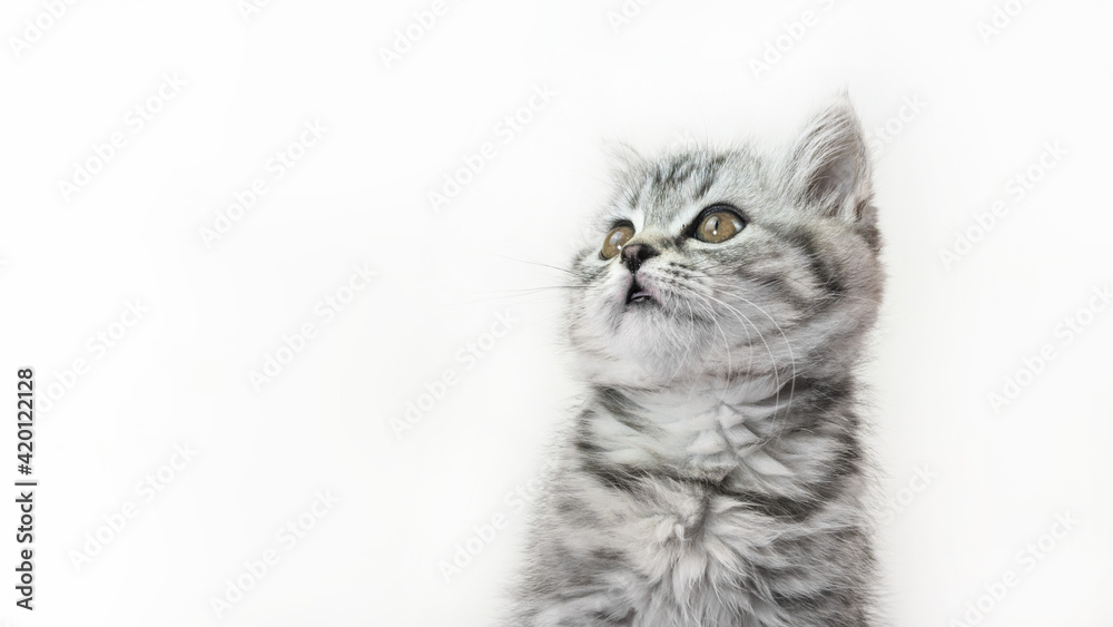 Little tabby kitten of the Scottish Straight cat with fur colored in black marble on silver. Close-up portrait of cut baby pet cat  on white background with copy space.