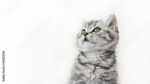 Little tabby kitten of the Scottish Straight cat with fur colored in black marble on silver. Close-up portrait of cut baby pet cat on white background with copy space.