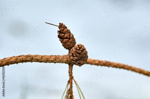 Photo of two pine cones