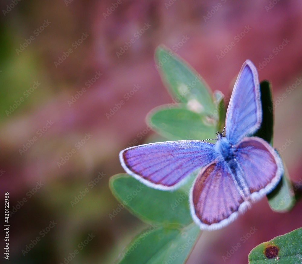 Fototapeta premium butterfly on purple flower