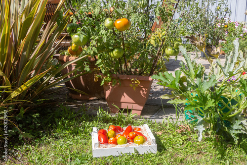 Tomatoes in a crate and tomato plant