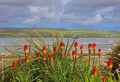 Fackellilien an der Küste von Lerwick  photo