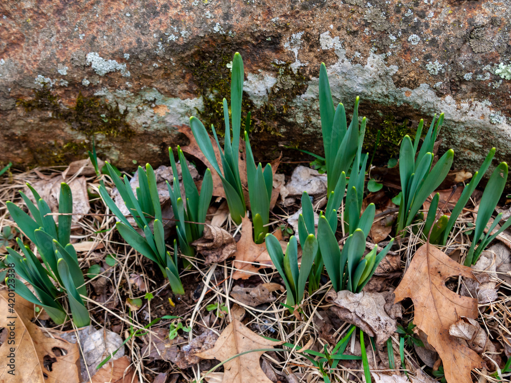 Fototapeta premium first daffodil leaves growing in early spring