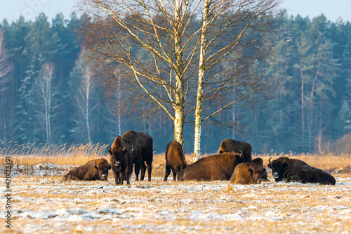 Wild European bisons on the field, snow covered, landscape panorama