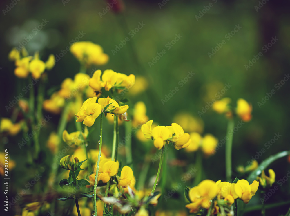 Obraz premium macro photography of yellow flowers