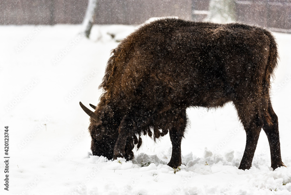 Bison inside Bialowieski National Park, ZOO park, European Bison Show Reserve Bison inside Bialowieski National Park, ZOO park, European Bison Show Reserve